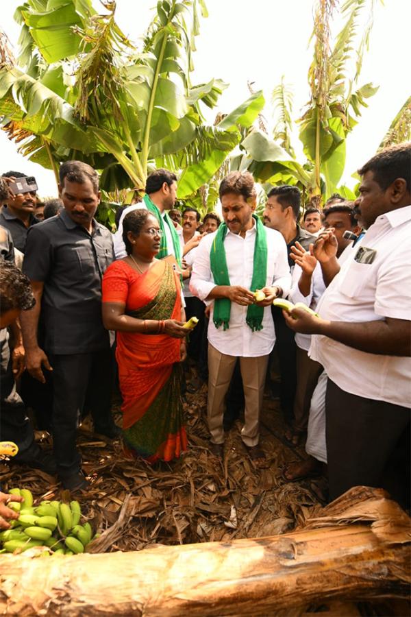 YS_20Jagan_20Visit_20Banana_20Farmers_20At_20Brahmanapalli_20Photos__20_2811_29.jpg 11