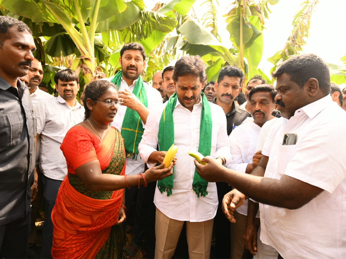 YS_20Jagan_20Visit_20Banana_20Farmers_20At_20Brahmanapalli_20Photos__20_2812_29.jpg 12