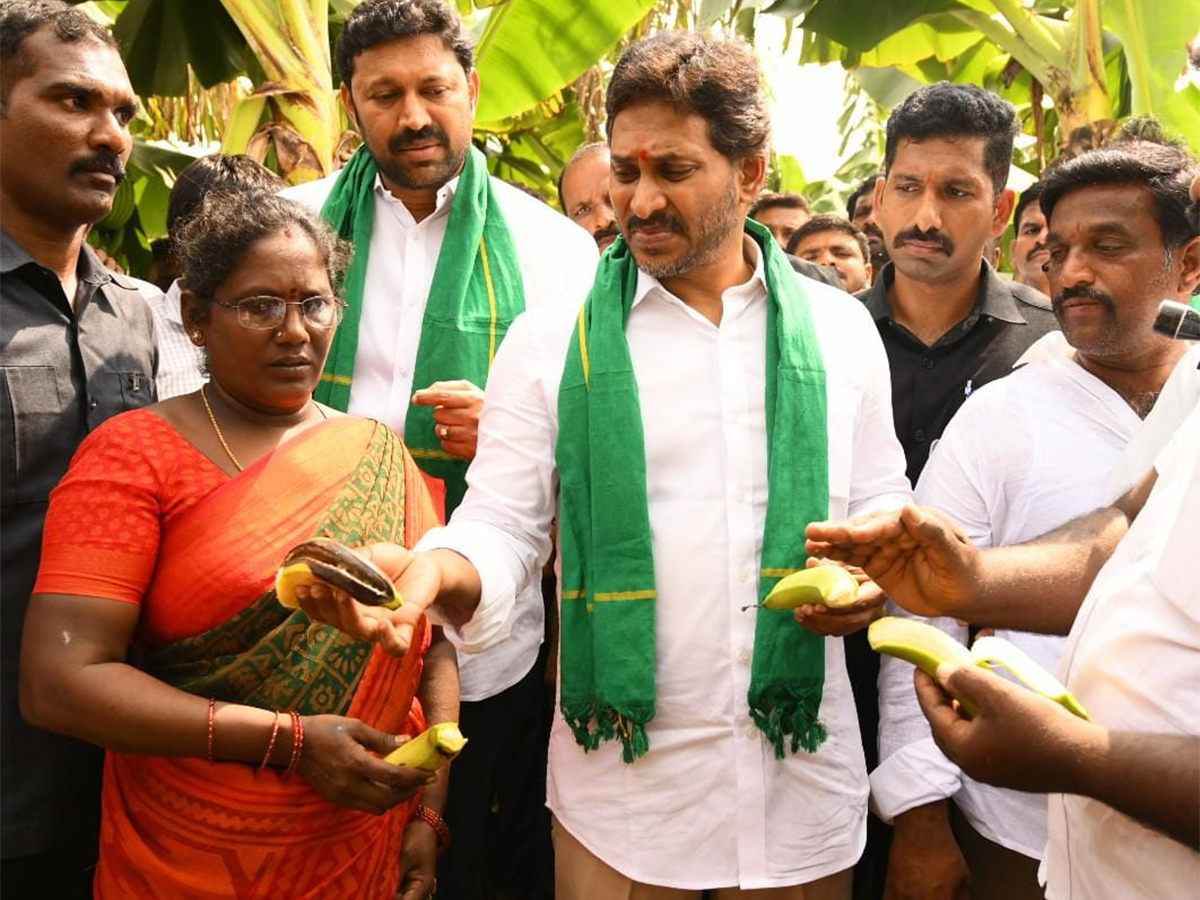 YS_20Jagan_20Visit_20Banana_20Farmers_20At_20Brahmanapalli_20Photos__20_2831_29.jpg 30