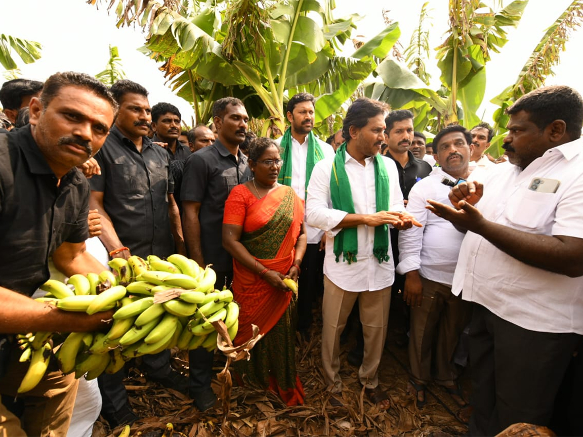 YS_20Jagan_20Visit_20Banana_20Farmers_20At_20Brahmanapalli_20Photos__20_286_29.jpg 6
