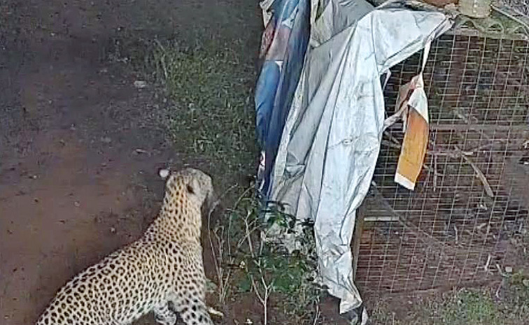 leopard.jpg
