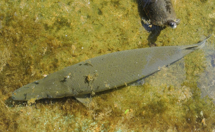 fish.jpg