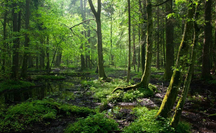 forests.jpg