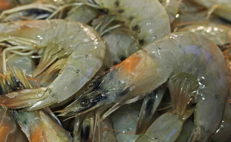 prawn.jpg