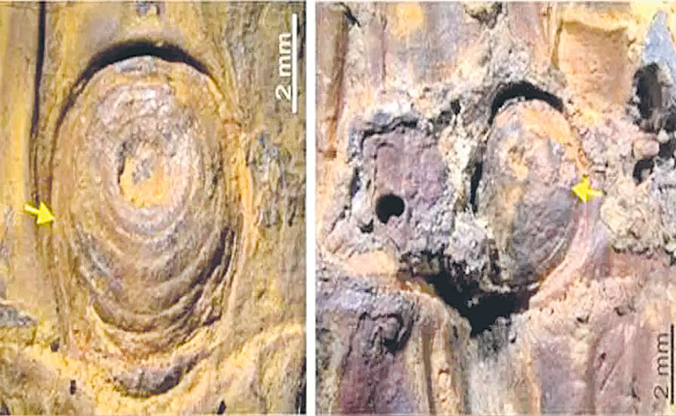 BAMBOO-FOSSIL.jpg