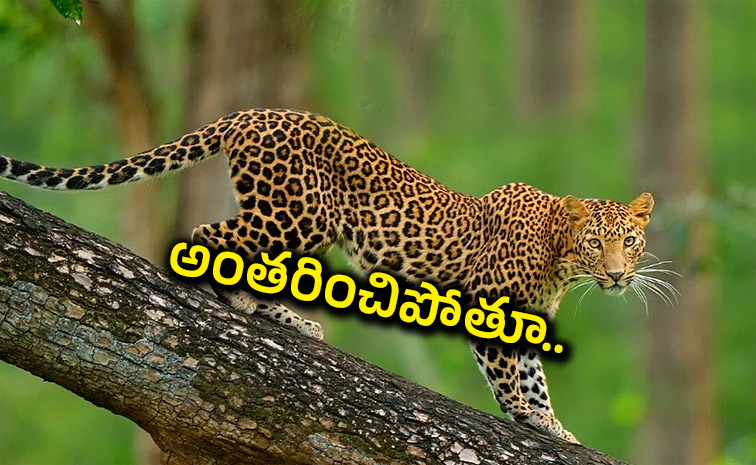 international-jaguar-day.jpg