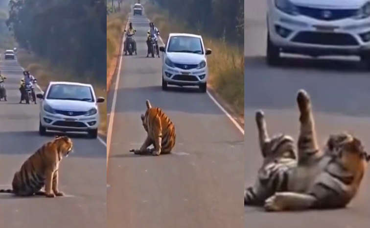 tiger-roadviralvideo.jpg