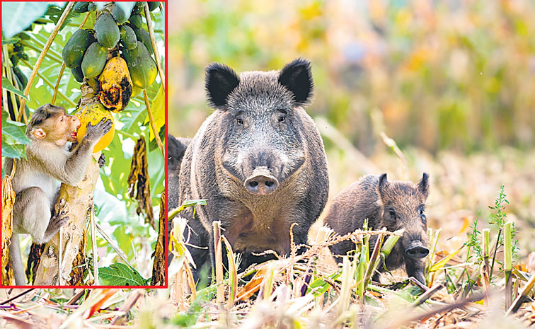 Pigs--1193328056.jpg