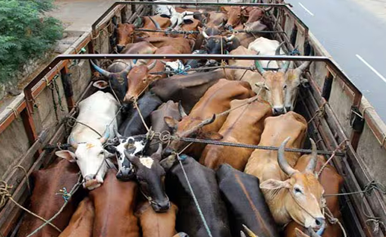 cows11.jpg