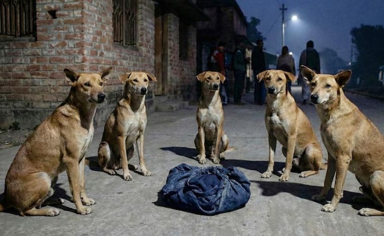 Stray_Dogs_Protect_Baby.jpg