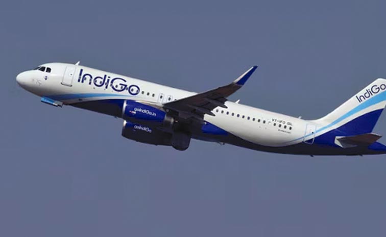 indigo_0.jpg