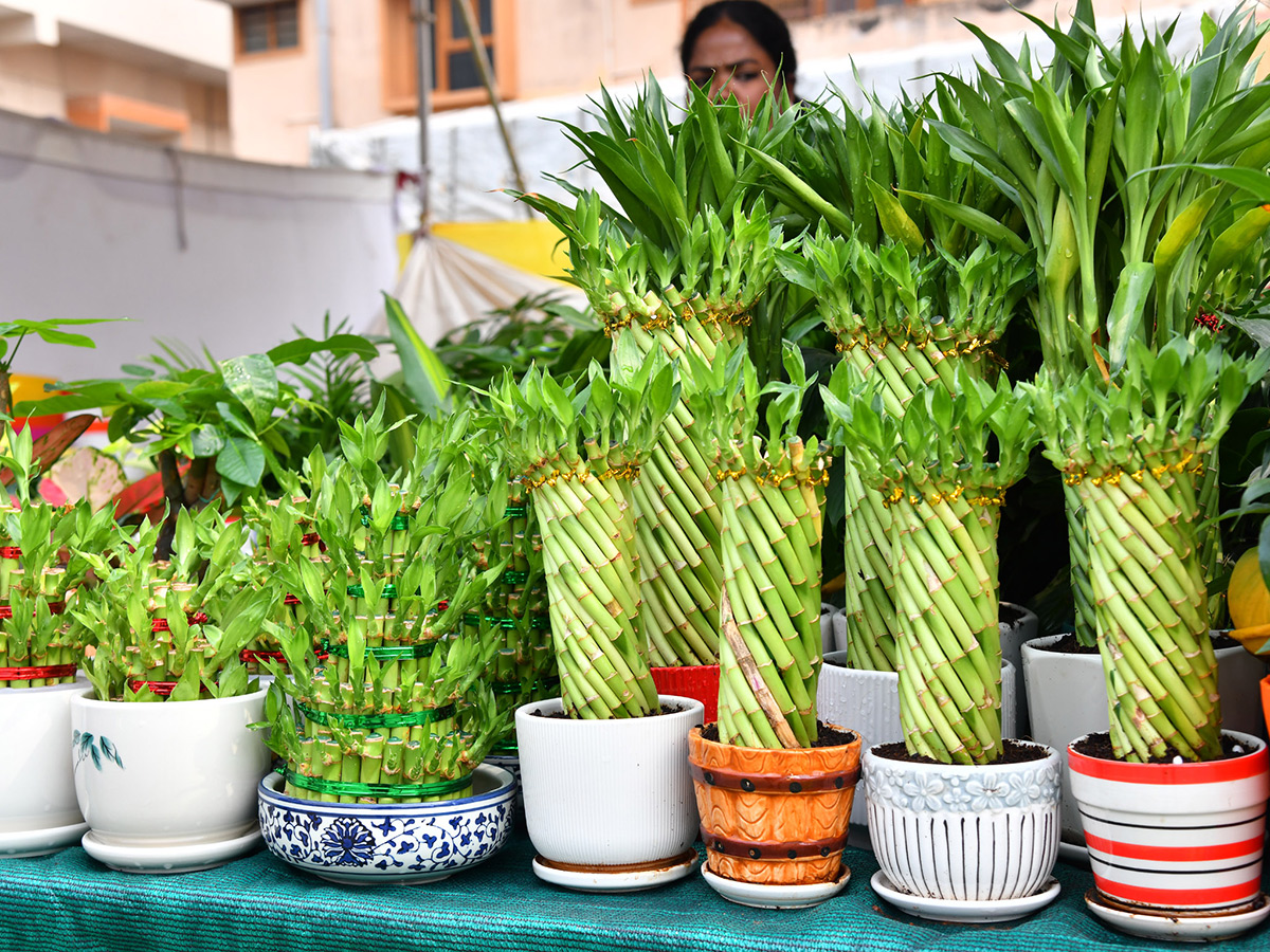 Impressive_20fruit_20and_20flower_20display_20at_20Vijayawada__20_286_29.jpg 6