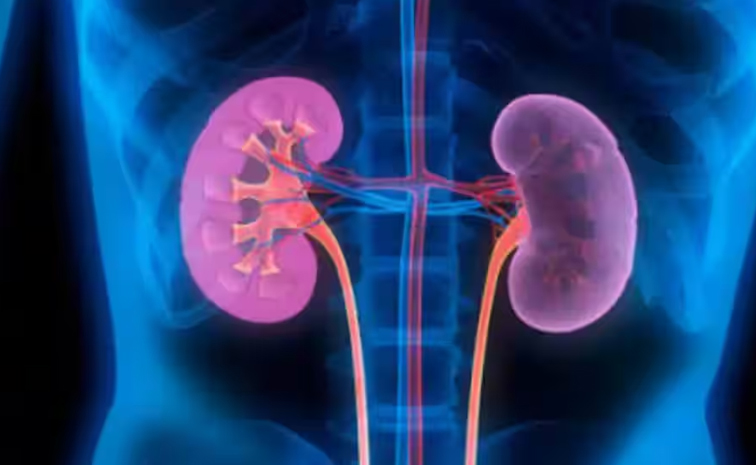 Kidney-donation.jpg