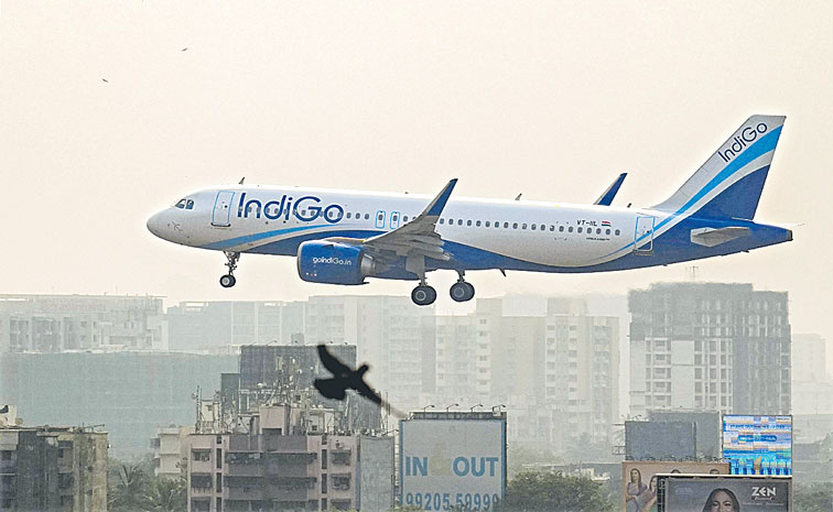 INDIGO.jpg