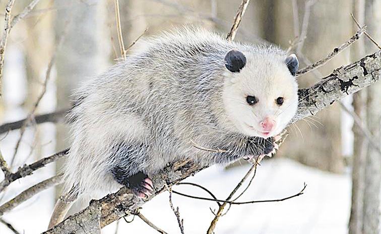 Opossums-play-dead-02.jpg