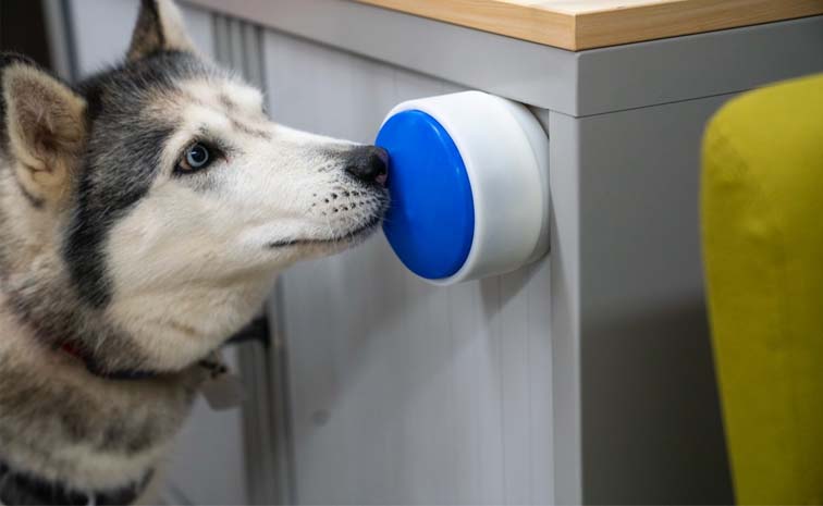 dog.jpg
