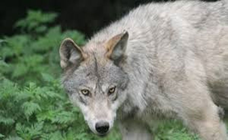 wolf.jpg