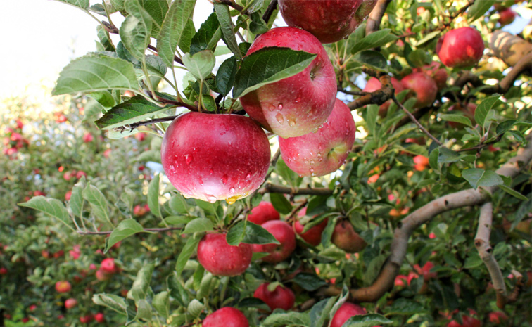Apple-cultivation.jpg