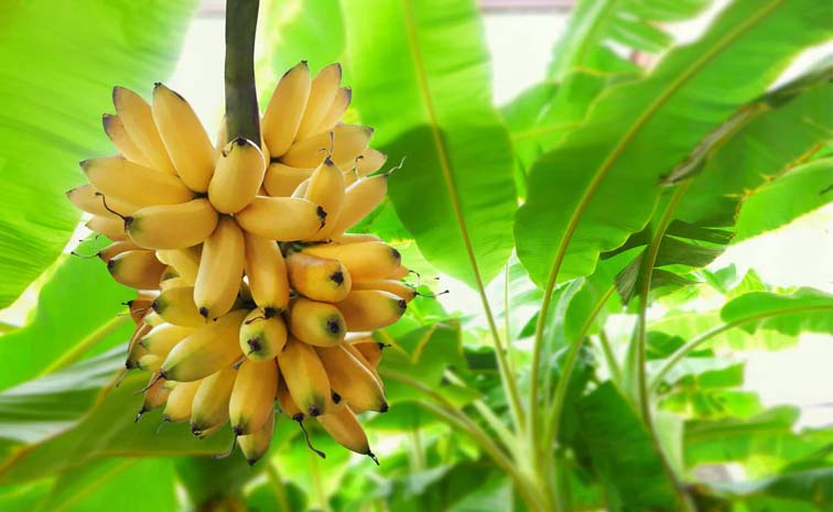 banana1.jpg