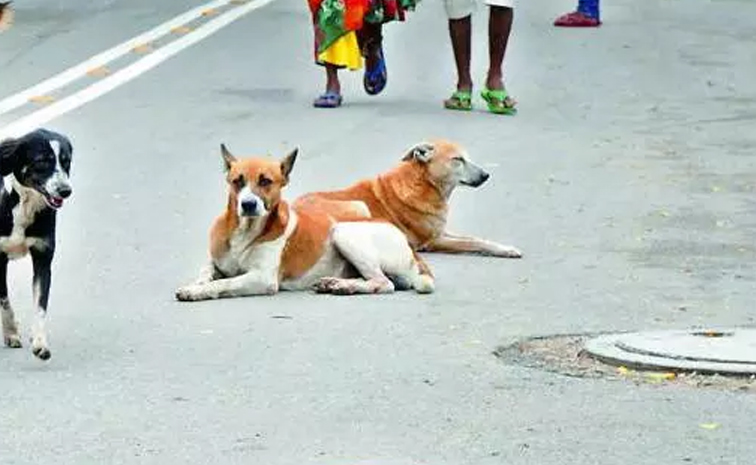 Dog.jpg