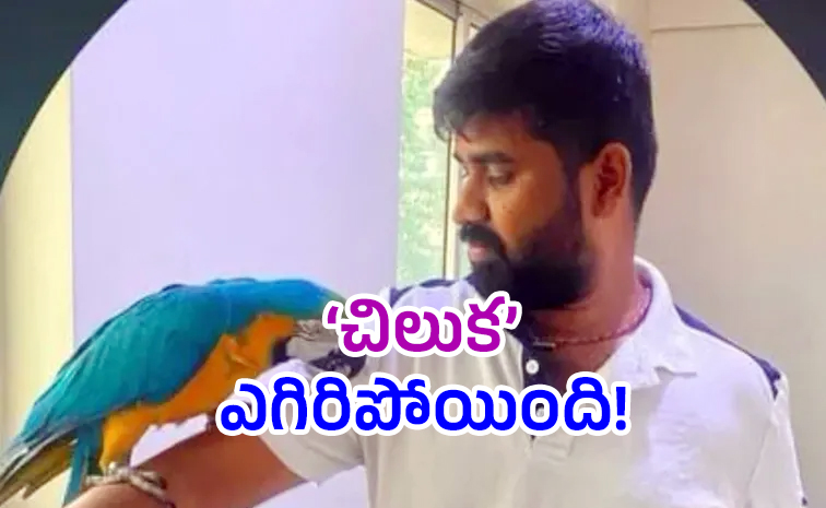 parrot2.jpg