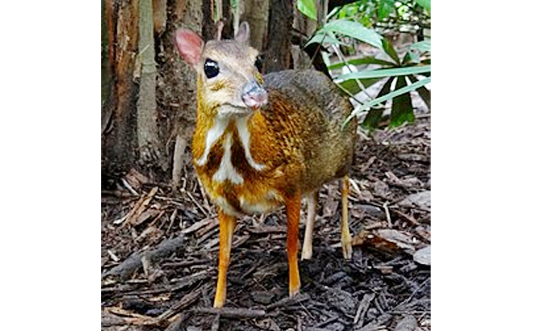 mouse-deer.jpg