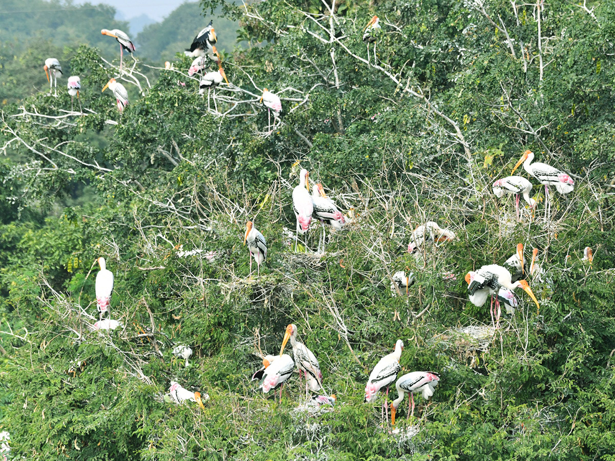 Foreign_20birds_20is_20coming_20to_20Visakhapatnam__20_2811_29.jpg 11