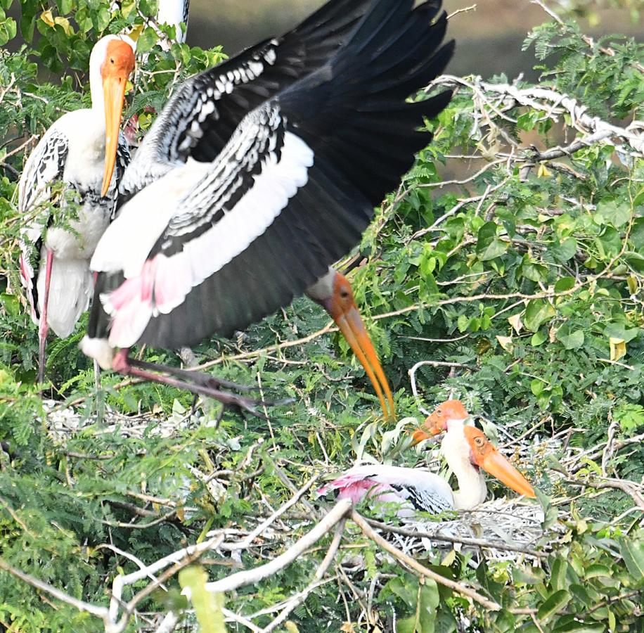 Foreign_20birds_20is_20coming_20to_20Visakhapatnam__20_2815_29.jpg 15