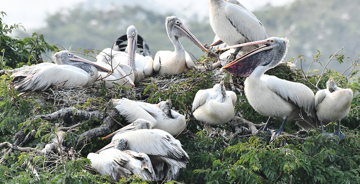 Foreign_20birds_20is_20coming_20to_20Visakhapatnam__20_288_29.jpg 8