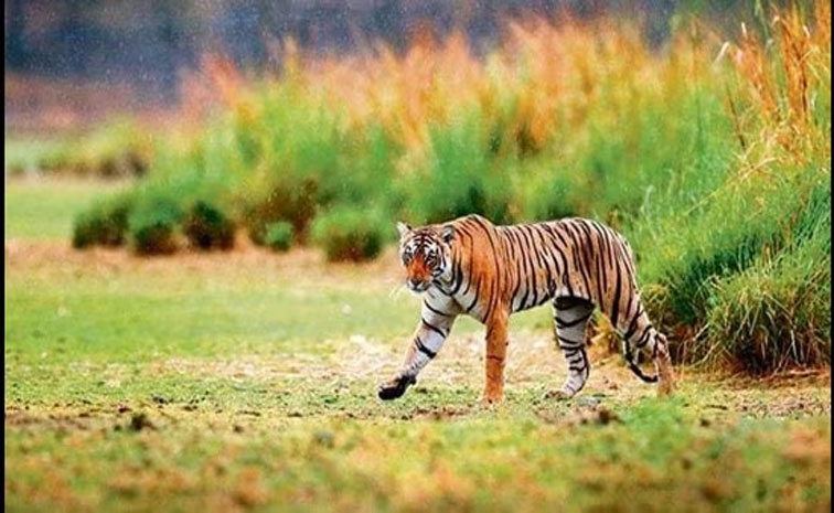 TIGER.jpg