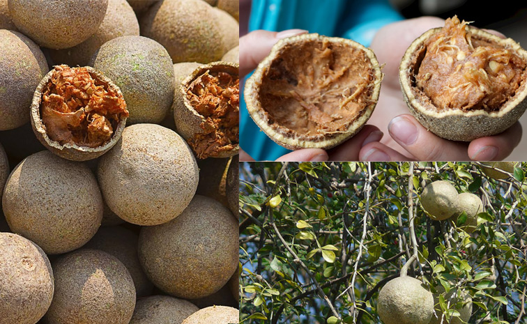 Wood-Apple.jpg
