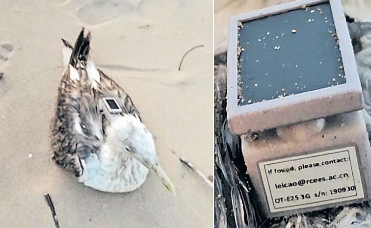 bird.jpg