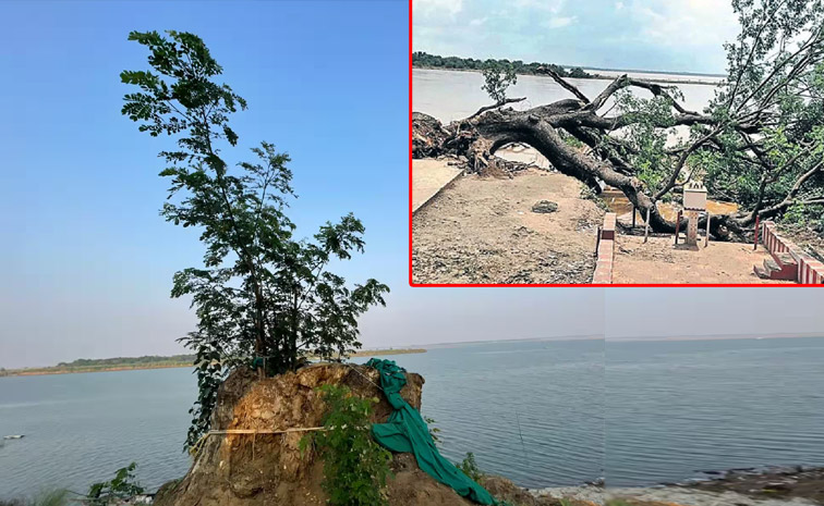 godavari-tree.jpg
