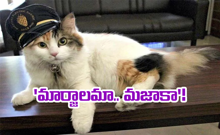 cat_0.jpg