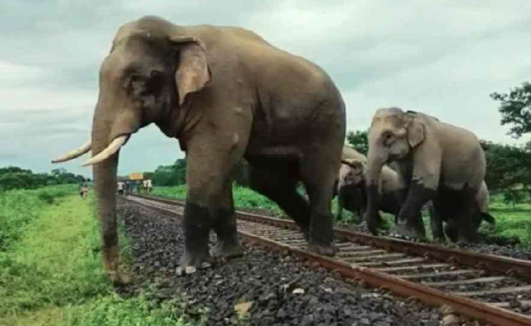 elephant.jpg