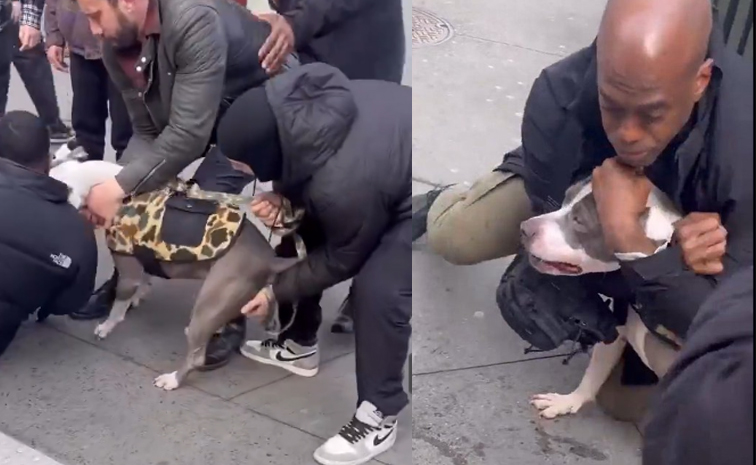 pitbull-toddler.jpg