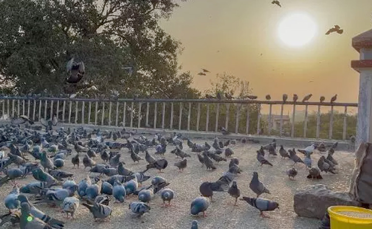Pigeons.jpg