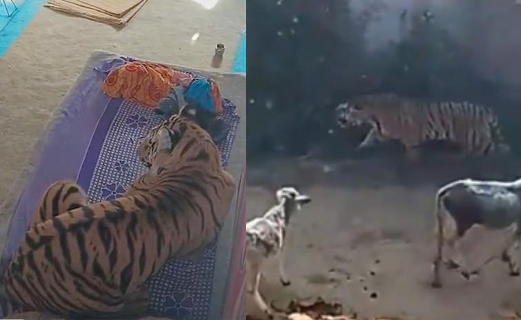 Tiger_on_Cot_Viral_Video_MP.jpg