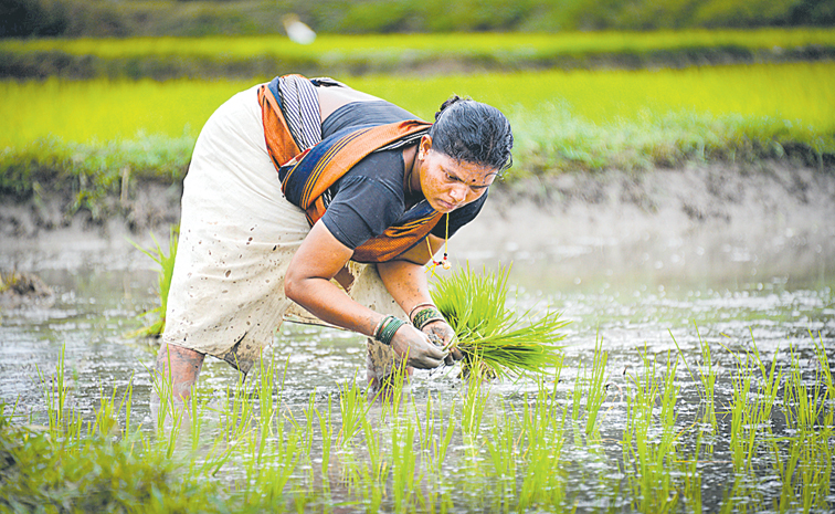 WOMAN-FARMER--501860765.jpg