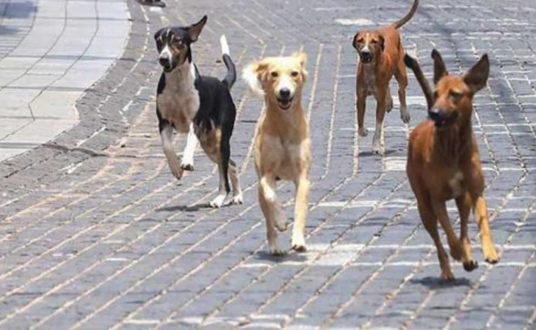 dog.jpg