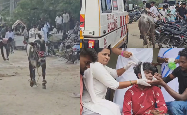 Jallikattu.jpg