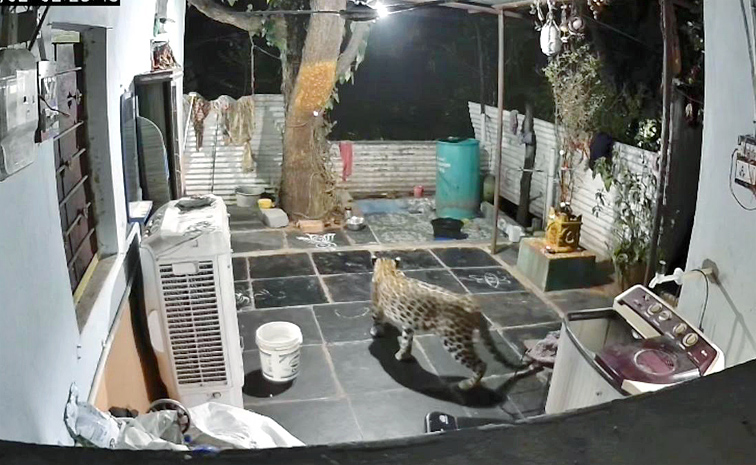 Leopard.jpg