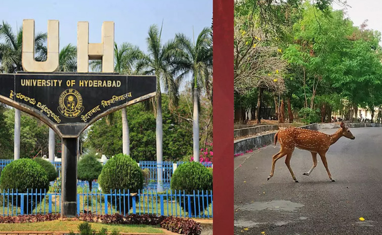 hcu.jpg