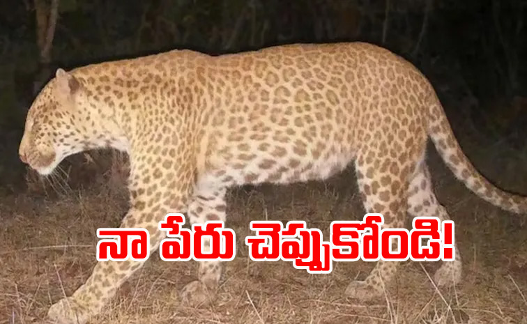 leopard.jpg