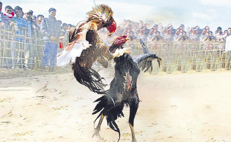Cockfighting_2C.jpg