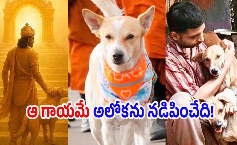 Dog-Aloka.jpg