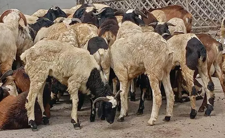 Goat.jpg
