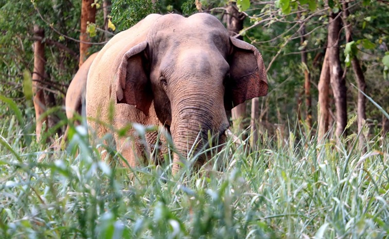 elephant.jpg