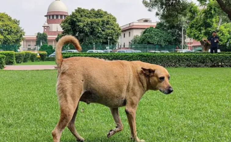 streetdogs-SC.jpg