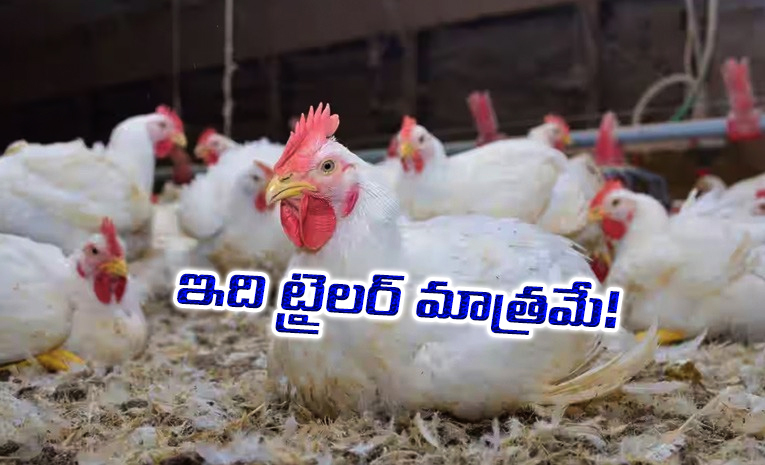 Chicken.jpg